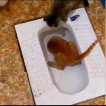 curiosity almost killed the cat 🐱( a curiosidade quase matou o gato)