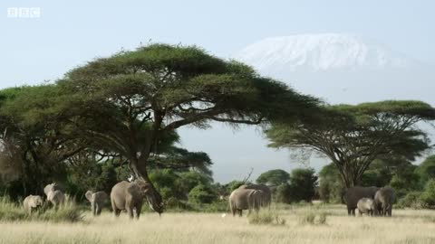 Elephants' Incredible Intelligence | Wild Files with Maddie Moate | BBC Earth