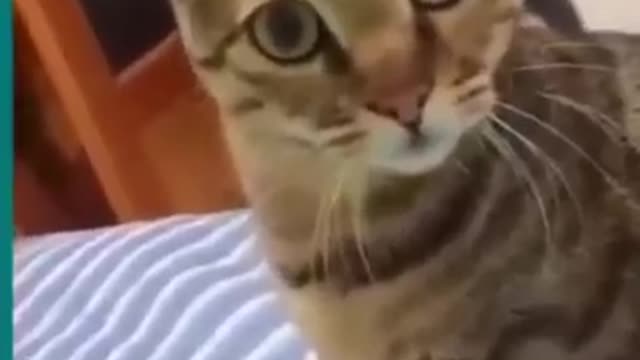 Try not to laugh 😆Cats and dogs fighting very funny😂||