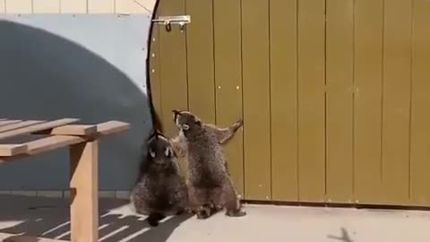 2 raccoons trying to open a door