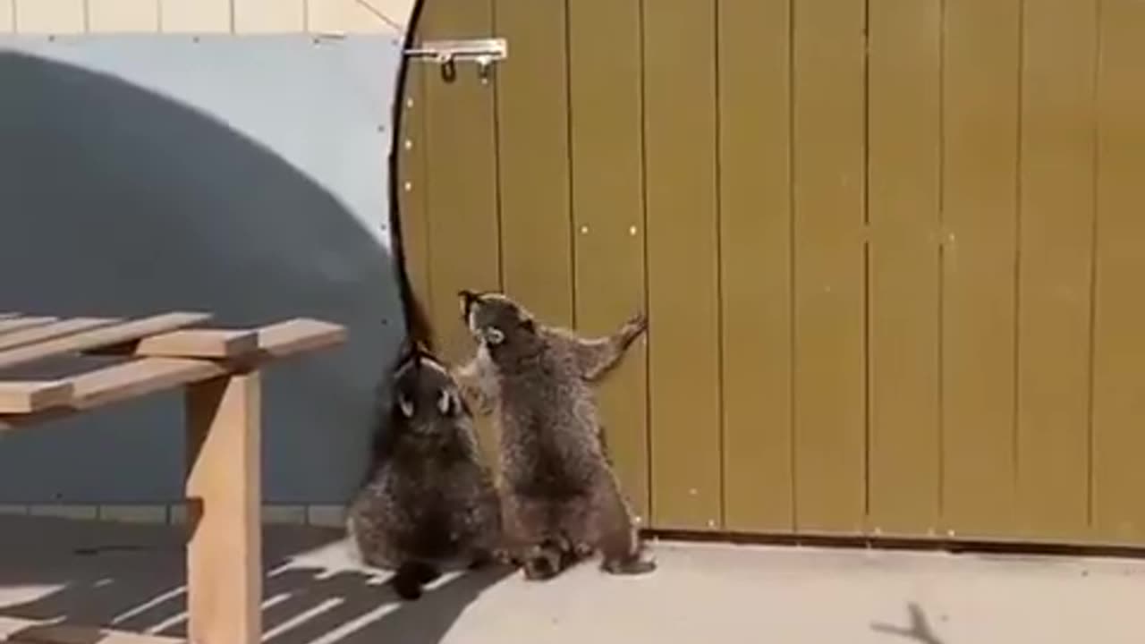 2 raccoons trying to open a door