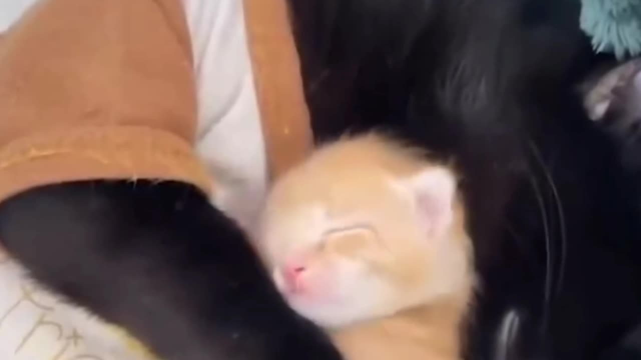 Cat adapting orphanaged baby orange kitten 😻🐈😺