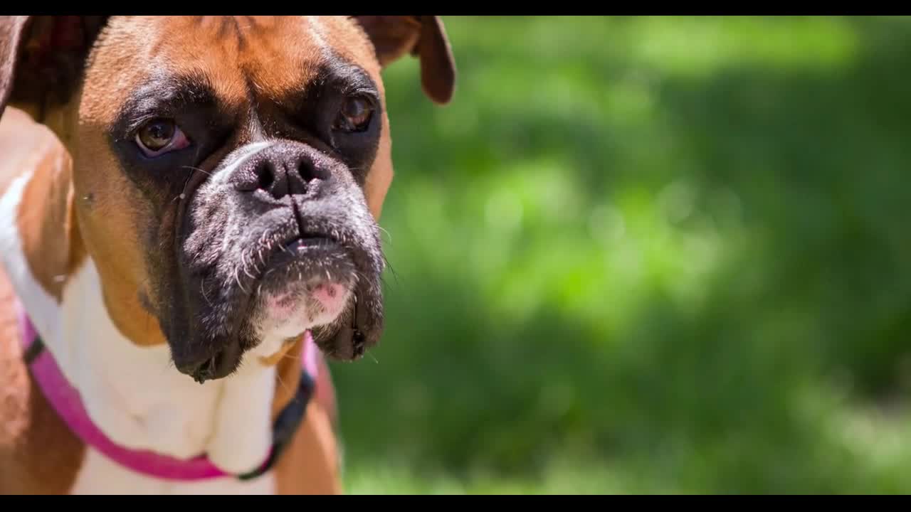 Boxer breed dog standing in grass close up on face