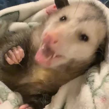 Sweet Possum Loves Havarti Cheese