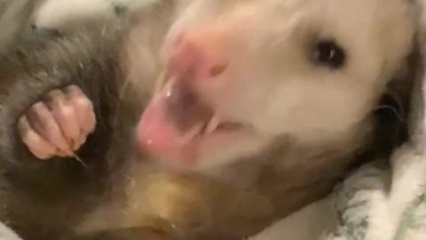 Sweet Possum Loves Havarti Cheese