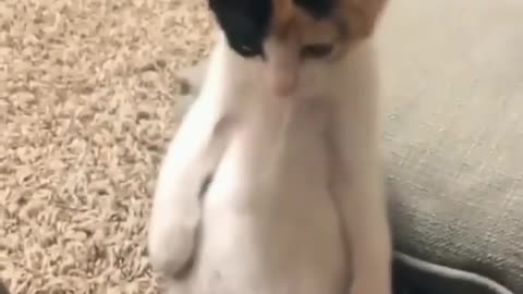 Funny cat