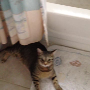 Funny cat somersault ।। Cute Kitten Flip-flop #Shorts