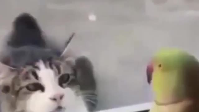 funny cat videos 2022 #1