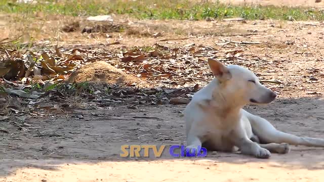 Funny Dogs |Yousuf Khatri|