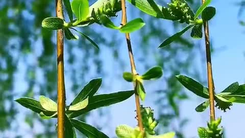 Spring is coming, the willow is trying to bloom her willow branches