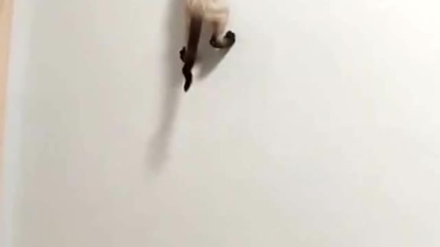 If Jerry had met the cat,the first episode would have ended 😂😂😂