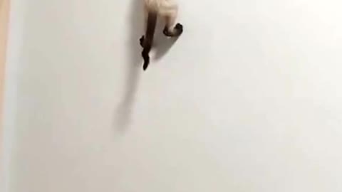 If Jerry had met the cat,the first episode would have ended 😂😂😂