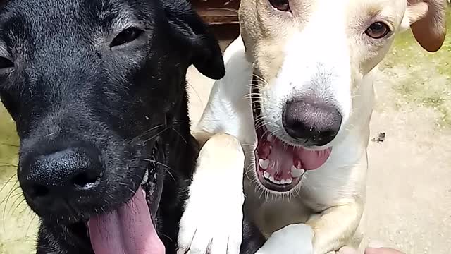 My dogs playing here at home