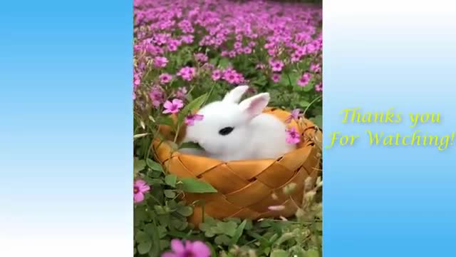 Cute Pets And Funny Animals Together Having Fun