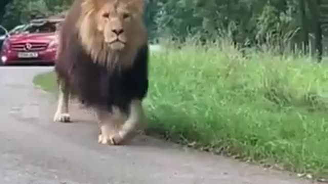 Lion walking on road