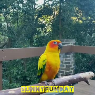 Smart parrot is performancing in jungle