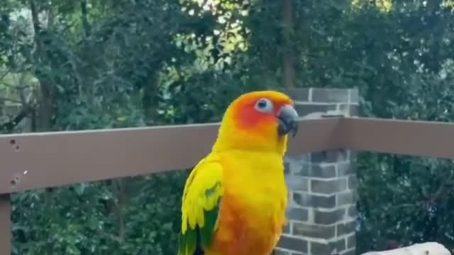 Smart parrot is performancing in jungle