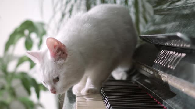 Cat play piano so nicely