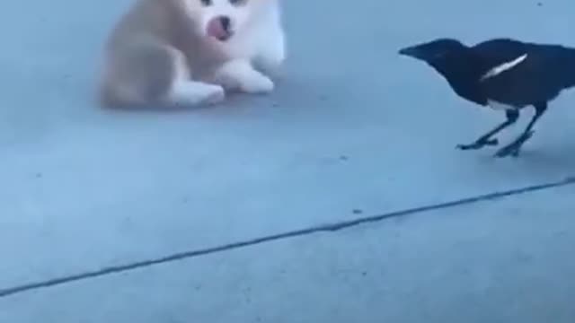 Cute Dog Vs Bird