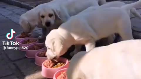 Cute and Funny Dog Videos