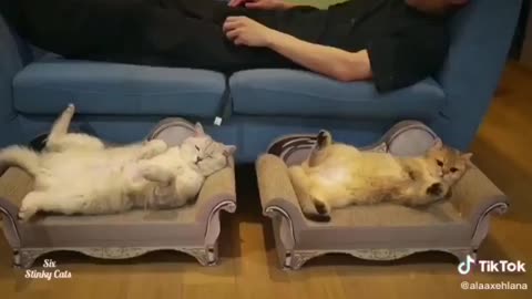 Cats are Human too