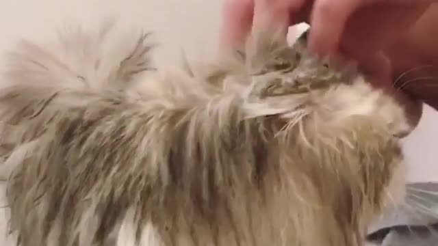 The kitten that just got out of the bath is wet and very cute