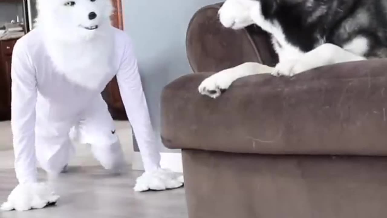 Husky pranked by wolf mask!
