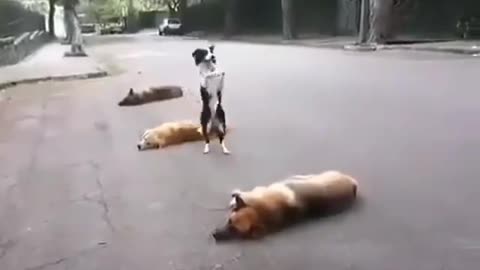 One leg jump others laying ground cute dogs