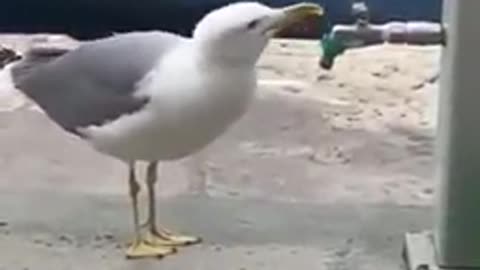 A seagull opening the fountain to drink water.