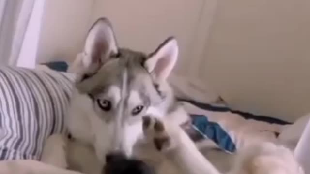 Funny dog videos, Dog Training, Videos de perros lindos #Shorts #Dogs