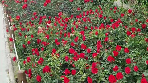 240527...2..동네 산책