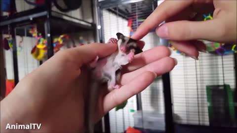 SUGAR GLIDERS Flying - Funny & Cute Compilation