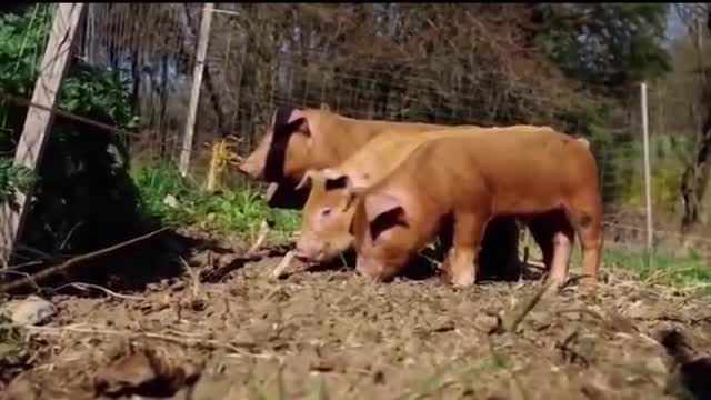 Animals getting ZAPPED with FUNNY sound effects REALLY FUNNY