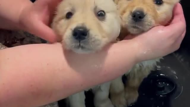 Look at these cute golden retriever puppies getting a shower🐩🐩🐩😍😍