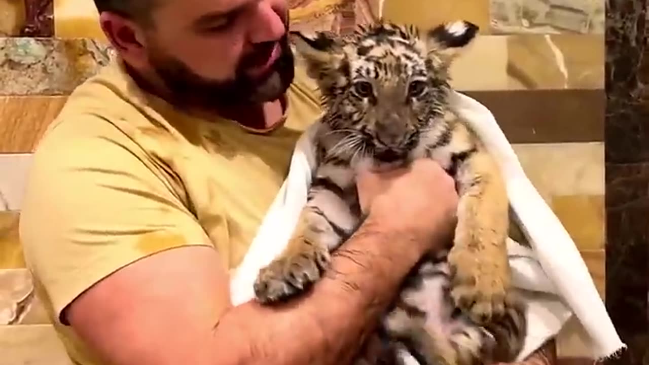 An uncle rescued a poor little sick tiger.Unexpectedly, it grew up to be so cool. #animals