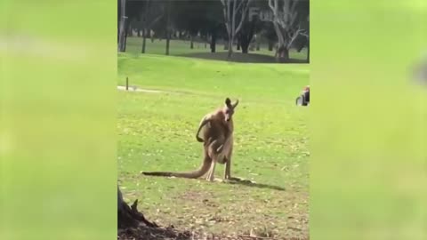 A large selection of funny moments with the participation of animals