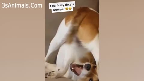 funny dog, video