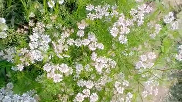 Green coriander flowers