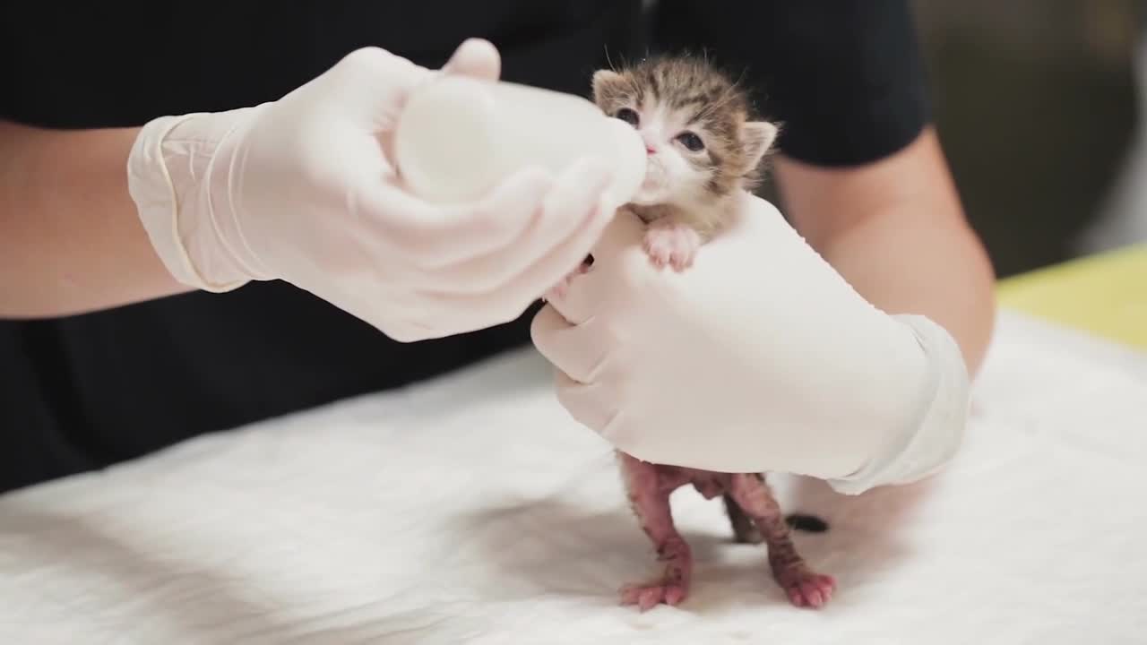 Very small kitten feeding