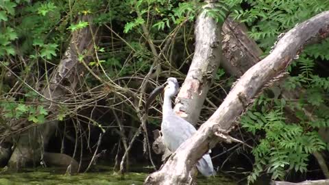 Great Blue Heron Catching Fish