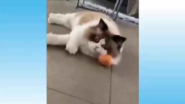 cat an wild animals_ cat dog_ cat funny_ dog funny_video 😂😂😂😂