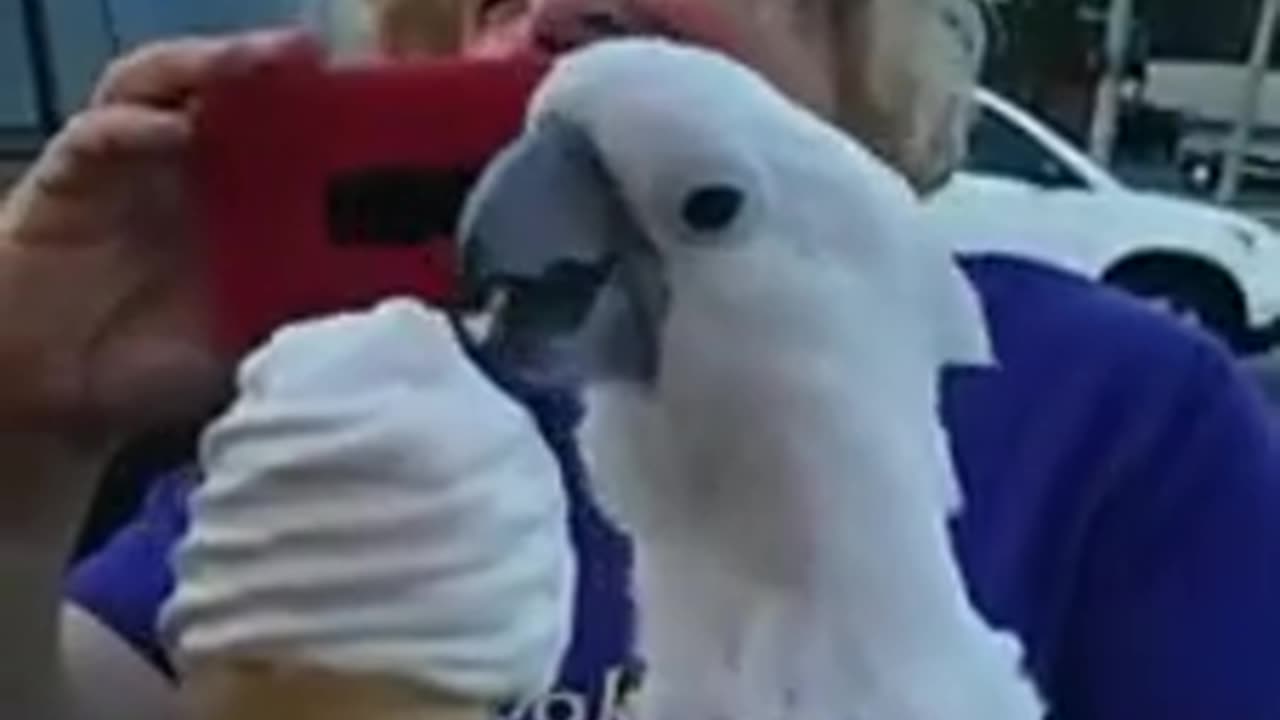 Funny parrot |cockatiel parrot | Funny birds | Funny animals