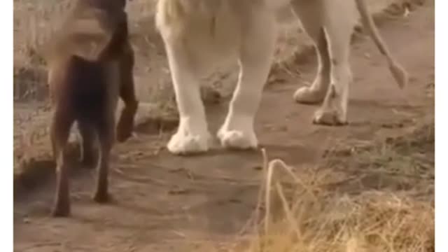 Dog attitude status😈| Lion vs dog |Pitbull dog status😈|#shorts #youtubeshorts #trending|