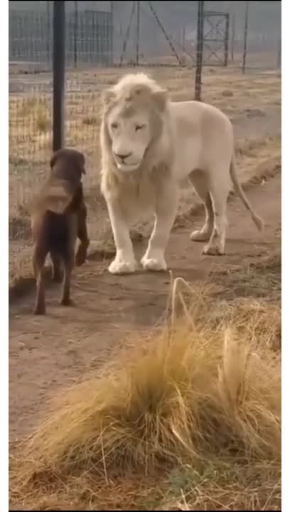 Dog attitude status😈| Lion vs dog |Pitbull dog status😈|#shorts #youtubeshorts #trending|