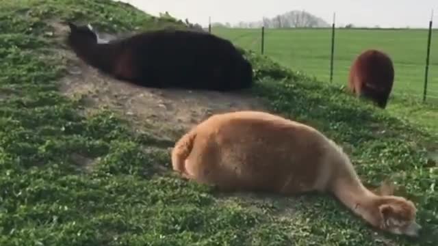 Alpaca dirt rolling