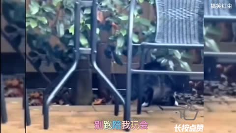 Super funny animals