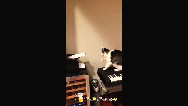 Funny Cat video