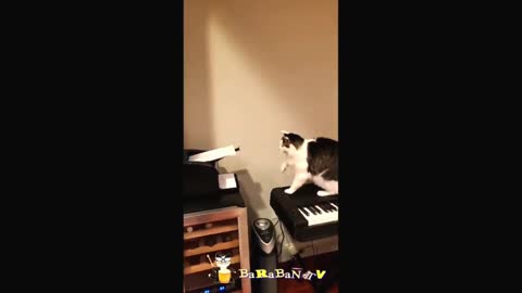 Funny Cat video