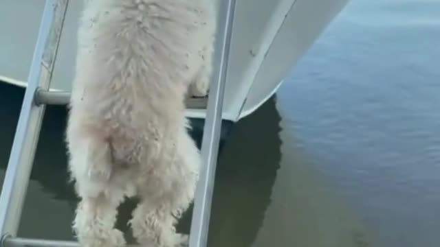 Dogs reach the ship by ladder