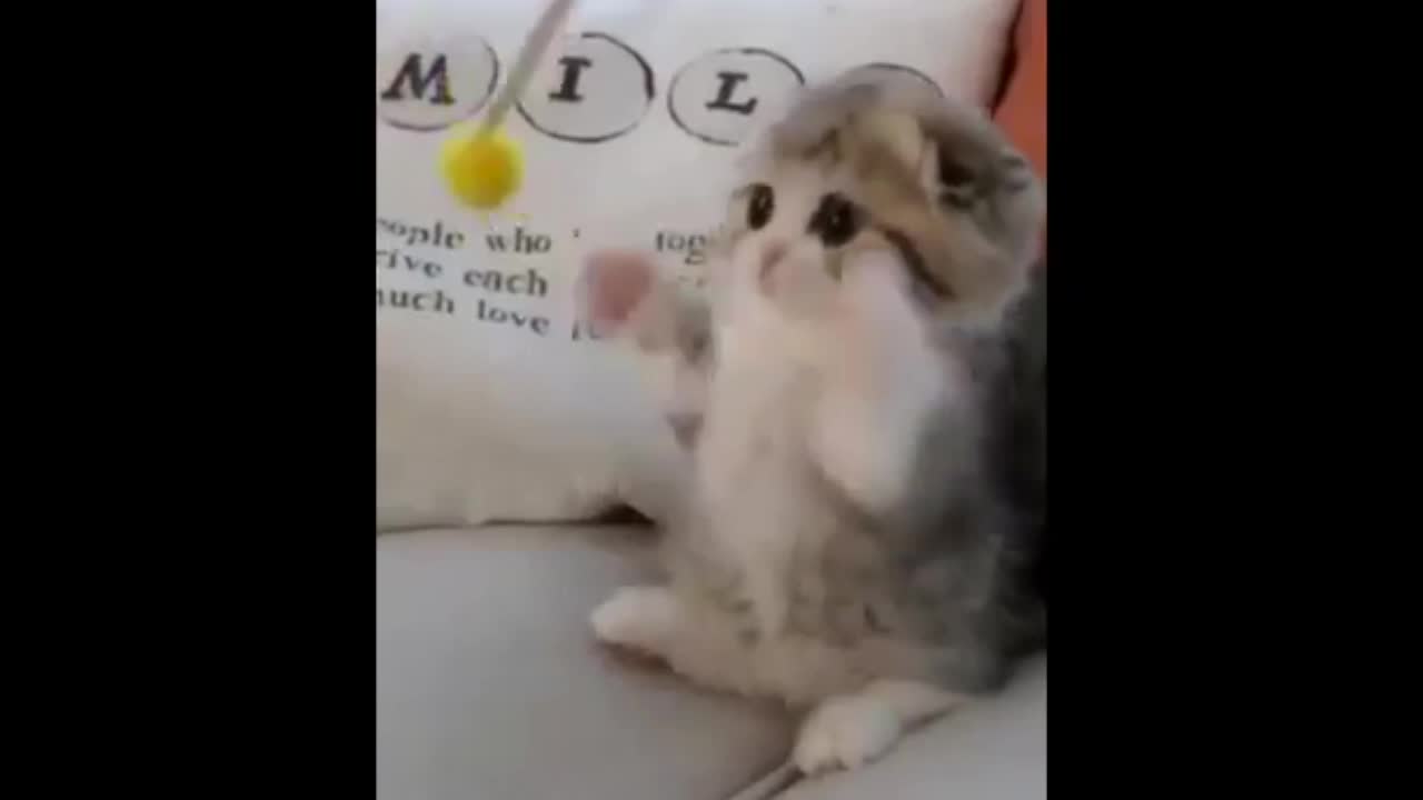 cutest cat ever playing with toy